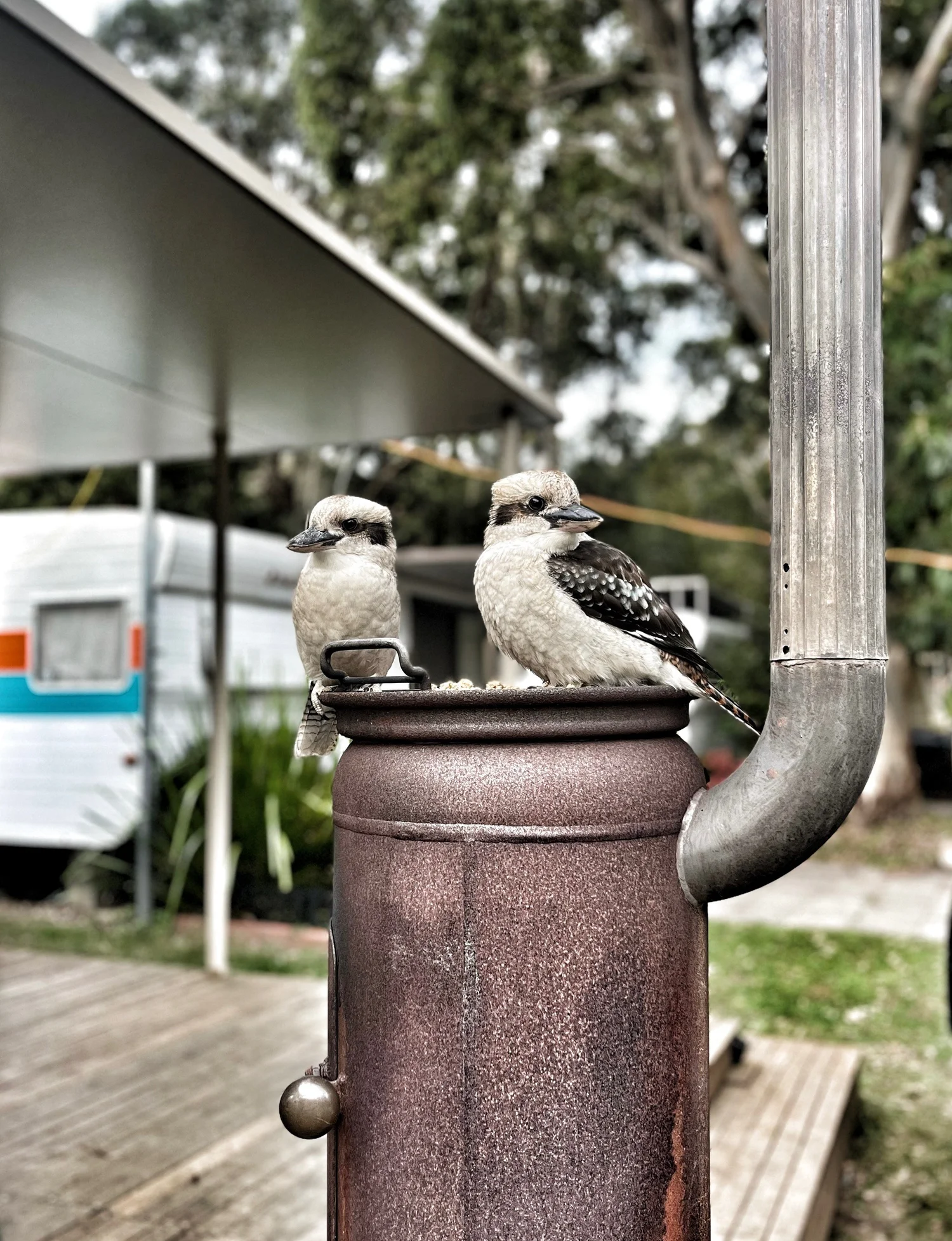 Blackwood Mineral Springs Caravan Park - 3