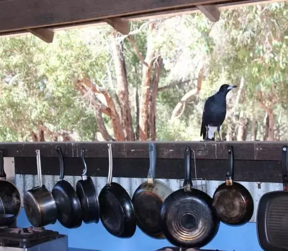 Mt Trio Bush Camp & Caravan Park - 4
