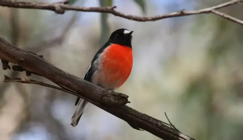 Mt Trio Bush Camp & Caravan Park - 3