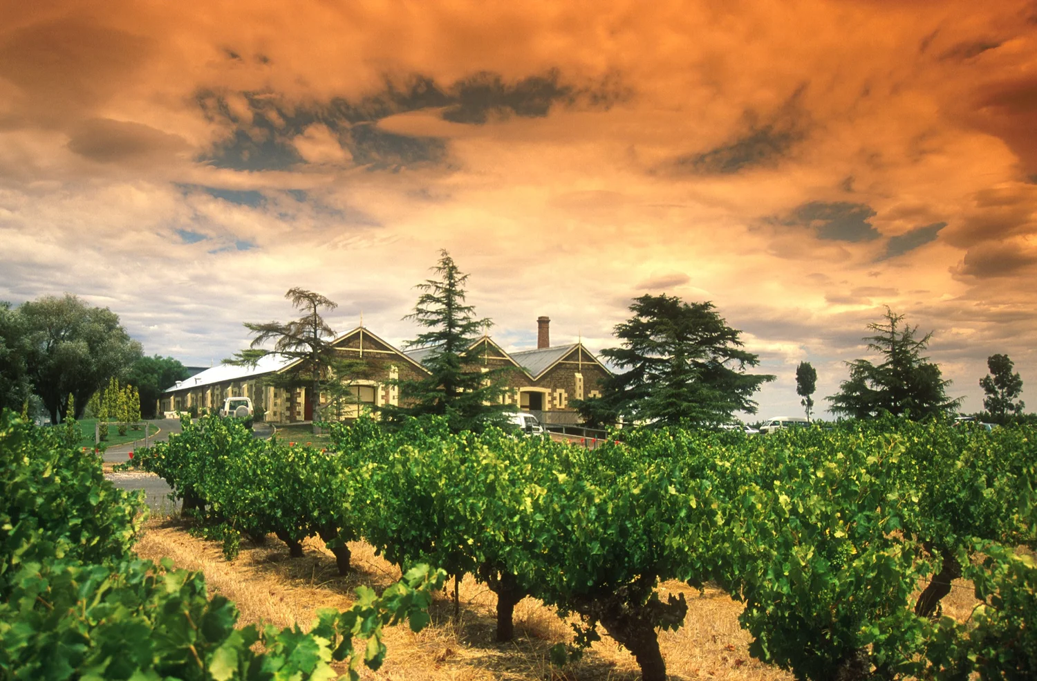 Coonawarra Discovery - 2